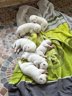 Akita inu caut partenera - imagine 3