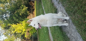 Akita inu caut partenera