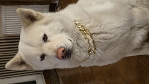 Akita inu caut partenera - imagine 4