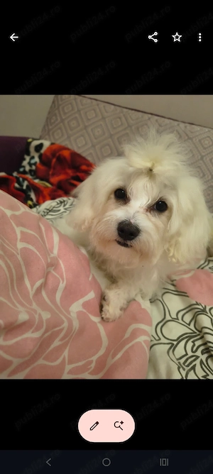Vând Bichon Maltez - imagine 4