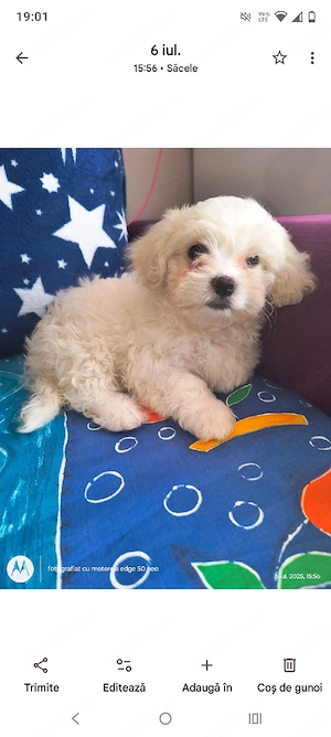 Vând Bichon Maltez - imagine 5