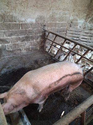 vind porci  200 kg - imagine 2