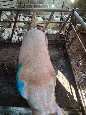 vind porci  200 kg - imagine 3