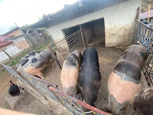 Vând porci pentru sacrificat! - imagine 2