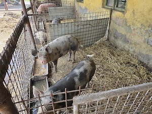 Porci de vanzare 1  kg - imagine 3