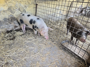 Porci de vanzare 1  kg - imagine 4