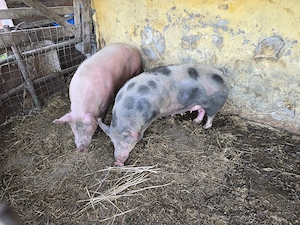 Porci de vanzare 1  kg - imagine 5