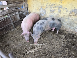 Vand porci mari 200 - 300 kg