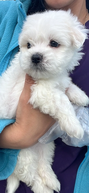 Bichon Maltez
