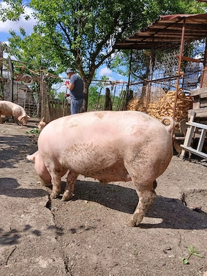 Porc de carne  - imagine 2