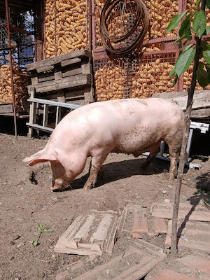 Porc de carne 