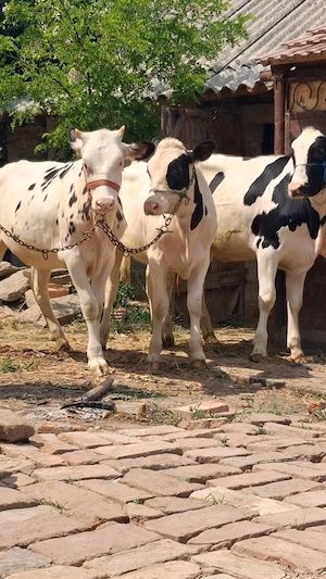 Vând 3 vitele bune 