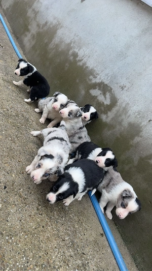 catelusi border Collie  - imagine 3