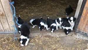 catelusi border Collie 