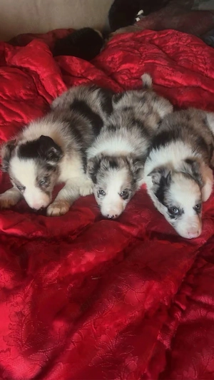 catelusi border Collie  - imagine 5