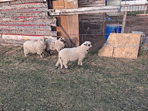 vând 2 berbecuț și 1 mieluta  - imagine 3