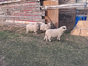 vând 2 berbecuț și 1 mieluta  - imagine 4
