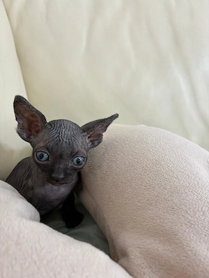 Pisicuta sphynx deosebita