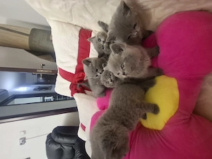 Pisici british shorthair - imagine 2