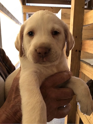 Labrador Retriver 