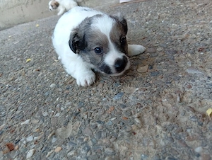 3 puiuți de bichon 