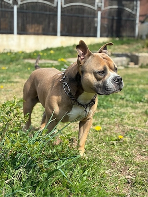   Mascul American Bully
