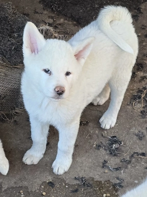 Pui,Akita Inu Alb. Rasa pură. 