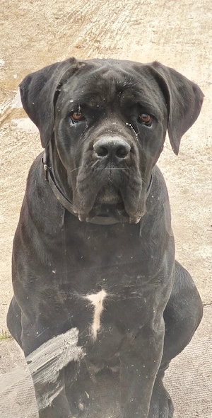 Femelă Cane Corso 