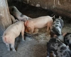 Purceii 7 săptămâni 