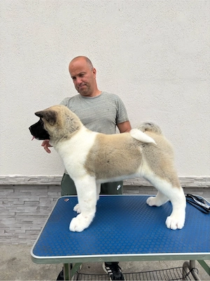 Catei Akita American
