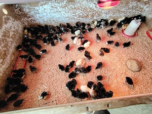 !!! Pui din Rasa Australorp Negru!!! 