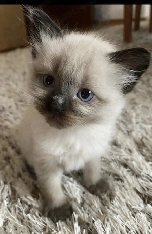 Cadoul perfect fete și băieți Ragdoll  - imagine 3