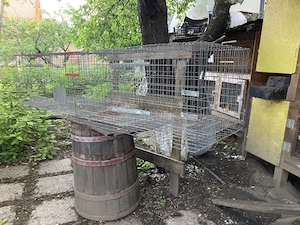 Vând urgent cușca iepuri 2 compartimente - imagine 3