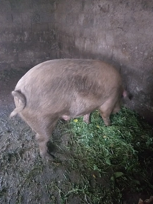Porc se vanzare 