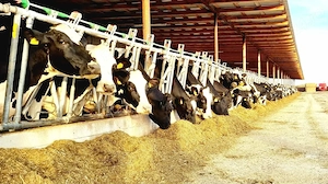 Ferma zootehnică funcțională, populată cu peste 200 capete bovine, aproape de Sânnicolau Mare