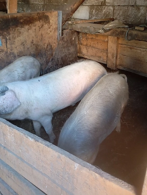 Porci de vânzare  - imagine 2
