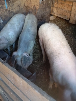 Porci de vânzare  - imagine 3