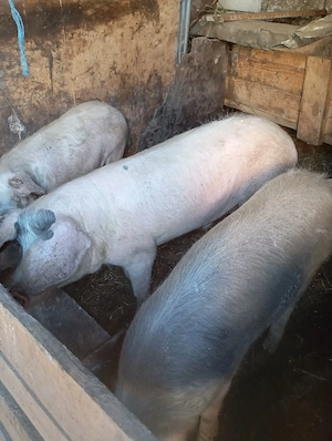 Porci de vânzare  - imagine 5