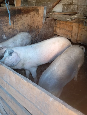 Porci de vânzare  - imagine 4