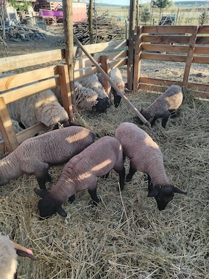 Mieluțe suffolk 