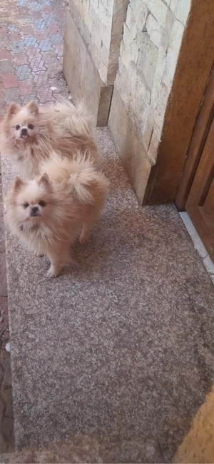 Fetite pomeranian mini  - imagine 4