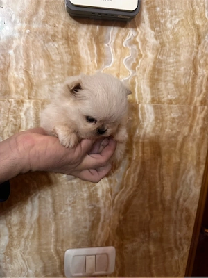 Fetite pomeranian mini 