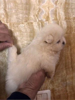 Fetite pomeranian mini  - imagine 2