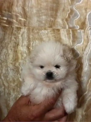 Fetite pomeranian mini  - imagine 3