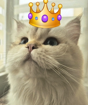 British longhair golden point