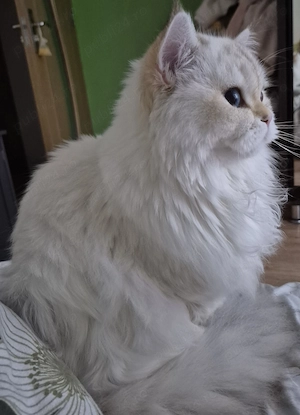 British longhair golden point - imagine 3