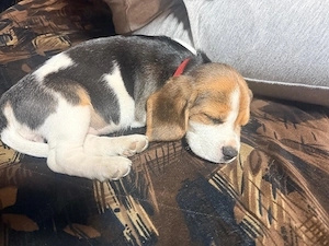 beagle 8 săptămâni 