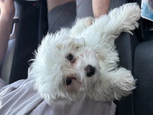 Vând Pui Bichon Maltez sau donez