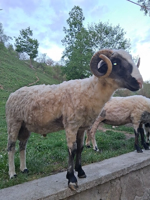 Mior la schimb