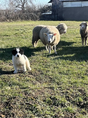 Vând mioare din rasa Texel